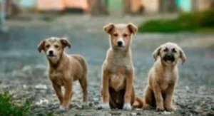 stray dogs within the jurisdiction of state gov