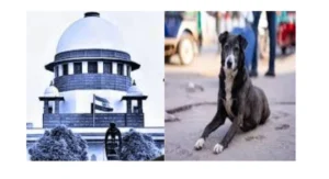 आवारा कुत्तों पर फैसला राज्य सरकारों के अधिकार क्षेत्र में आवारा कुत्तों पर फैसला राज्य सरकारों के अधिकार क्षेत्र में