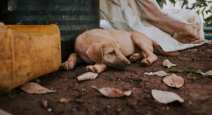 supreme-courts-order-on-stray-dogs-was-changed